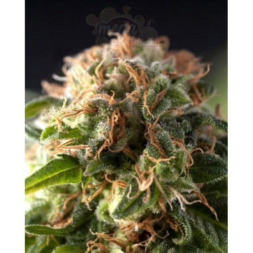 PYRAMID SEEDS - Fresh Candy