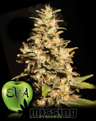 EVA SEEDS - Missing