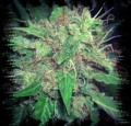 White Dwarf Auto 