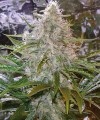 Critical Mass
