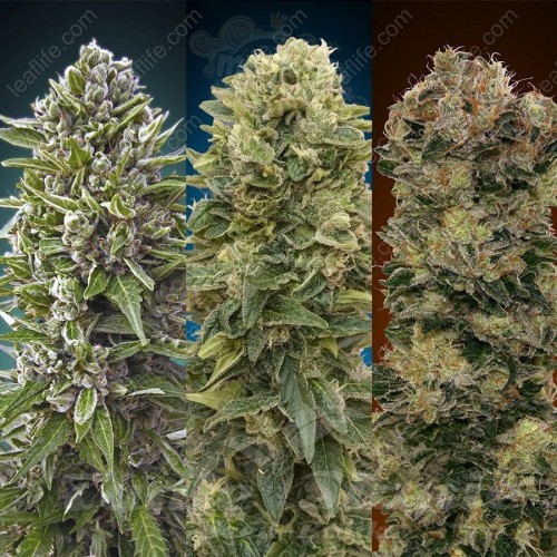 00 SEEDS BANK - Automatic Collection #2