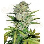 WHITE LABEL - Super Skunk Auto