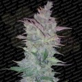 PARADISE SEEDS - Vertigo Auto