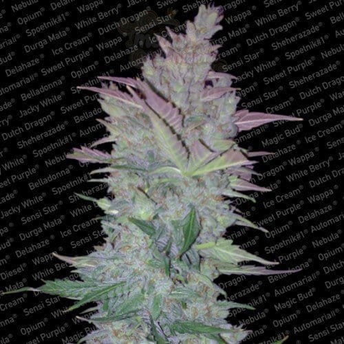 PARADISE SEEDS - Vertigo Auto