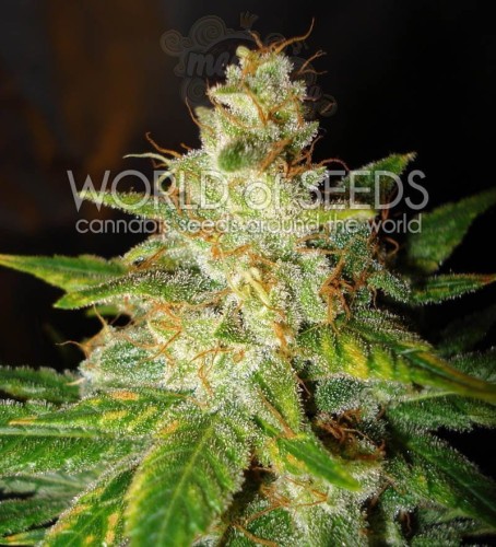 WORLD OF SEEDS - New York Special