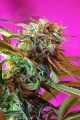 SWEET SEEDS - Wild Rose