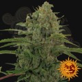 BARNEY'S FARM - Critical Kush Auto