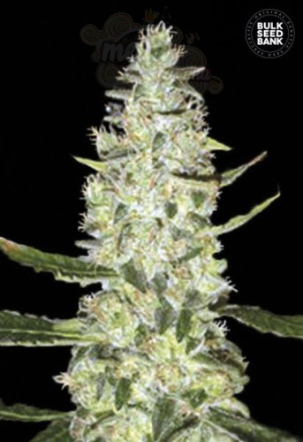BULK SEED BANK - Auto Special Skunk