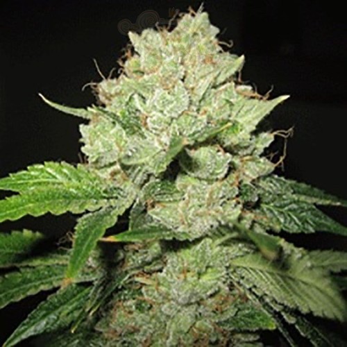 SAGARMATHA - Cal-train-Wreck