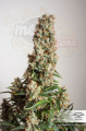 DUTCH PASSION - Auto Orange Bud®