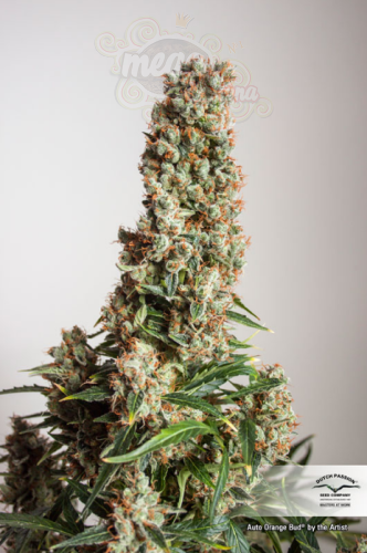 DUTCH PASSION - Auto Orange Bud®