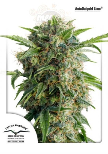 DUTCH PASSION - Auto Daiquiri Lime®