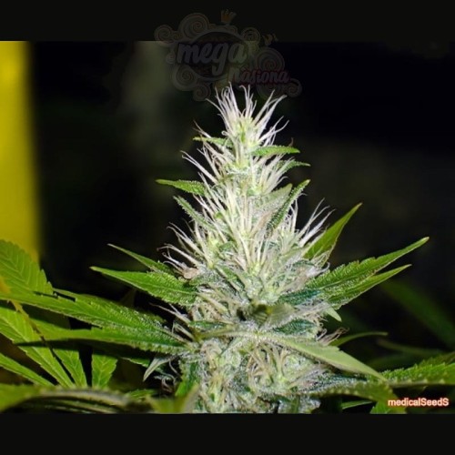 MEDICAL SEEDS - Malakoff