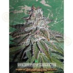 MINISTRY OF CANNABIS - Nepalese Dragon