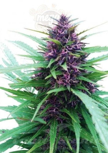 DUTCH PASSION - Shaman®