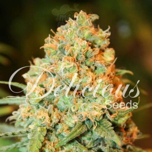 DELICOUS SEEDS - Critical Super Silver Haze