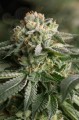 DINAFEM - Remo Chemo