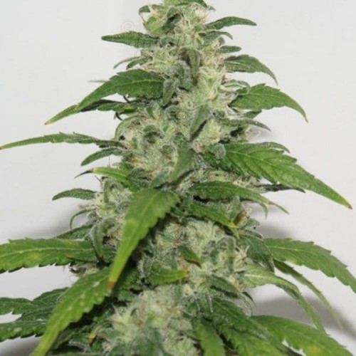 RESIN SEEDS - Yummy