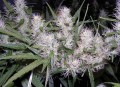 DUTCH PASSION - Master Kush