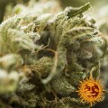BARNEY'S FARM - Critical Kush Auto