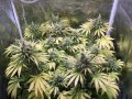 Northern Light Auto