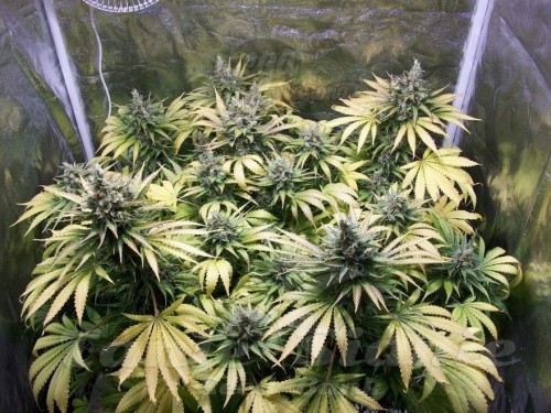 Northern Light Auto