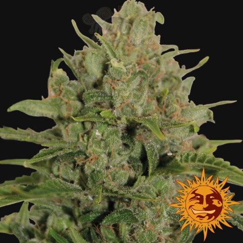 BARNEY'S FARM - Triple Cheese
