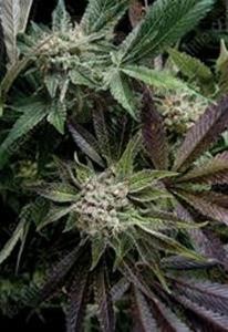 Biological Seeds - Auto Blue