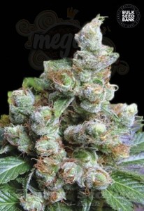 BULK SEED BANK - NBA Diesel