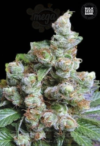 BULK SEED BANK - NBA Diesel