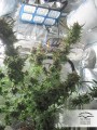 DUTCH PASSION - Master Kush