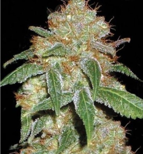 BULK SEED BANK - Dark Domina