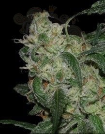 DNA GENETICS - LA Cannalope
