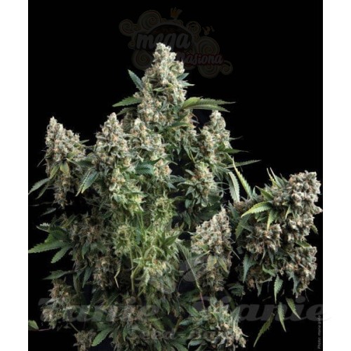 PYRAMID SEEDS - Auto Tutankhamon II