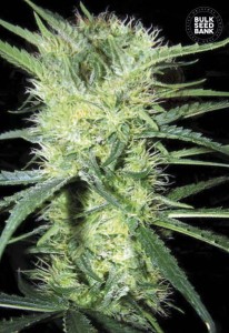 BULK SEED BANK - K2