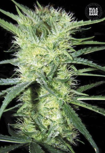 BULK SEED BANK - K2