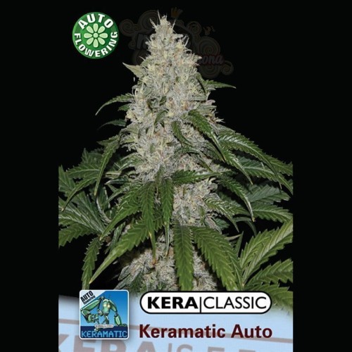 KERA SEEDS - Kera Matic
