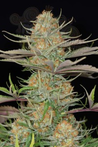 DINAFEM - Sweet Deep Grapefruit