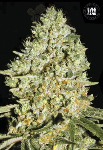 BULK SEED BANK - Critical