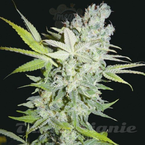 BIOHAZARD SEEDS - Criminal Jack