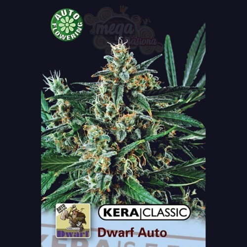 KERA SEEDS - Kera Dwarf