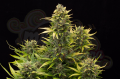 DINAFEM - Original Amnesia Autoflowering