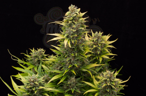 DINAFEM - Original Amnesia Autoflowering