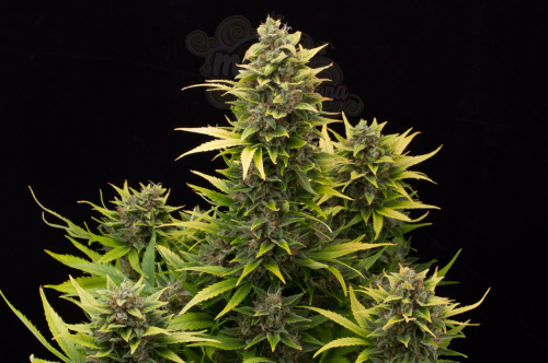DINAFEM - Original Amnesia Autoflowering