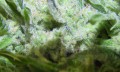 FEMALESEEDS - ICE®