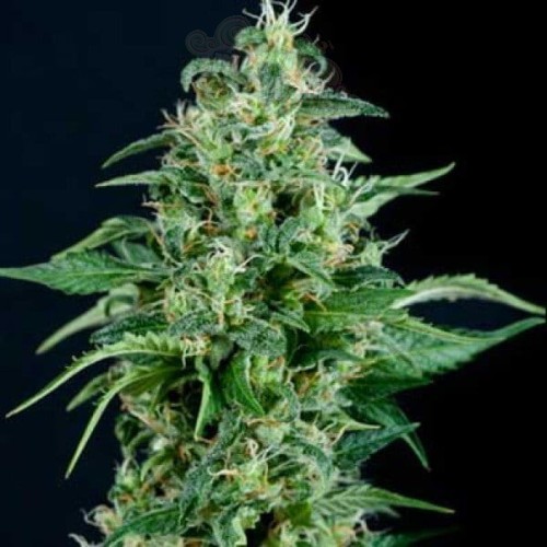 PYRAMID SEEDS - Auto Kryptonite