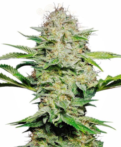SENSI SEEDS - Sensi Skunk Automatic