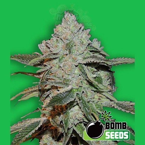 BOMB SEEDS - Atomic