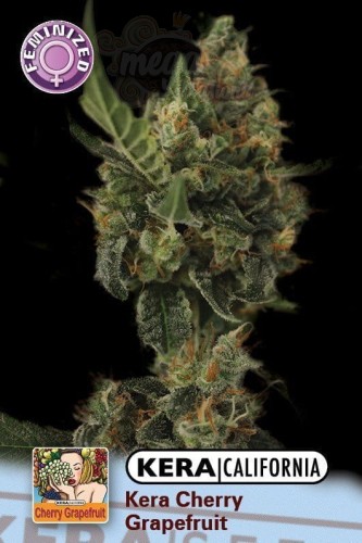 KERA SEEDS - Cherry Grapefruit