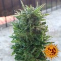 Barney’s Farm - Blueberry Cheese Auto